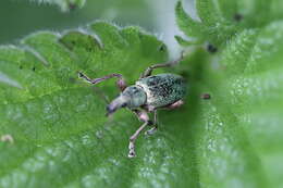 Image of Phyllobius (Metaphyllobius) pomaceus Gyllenhal 1834