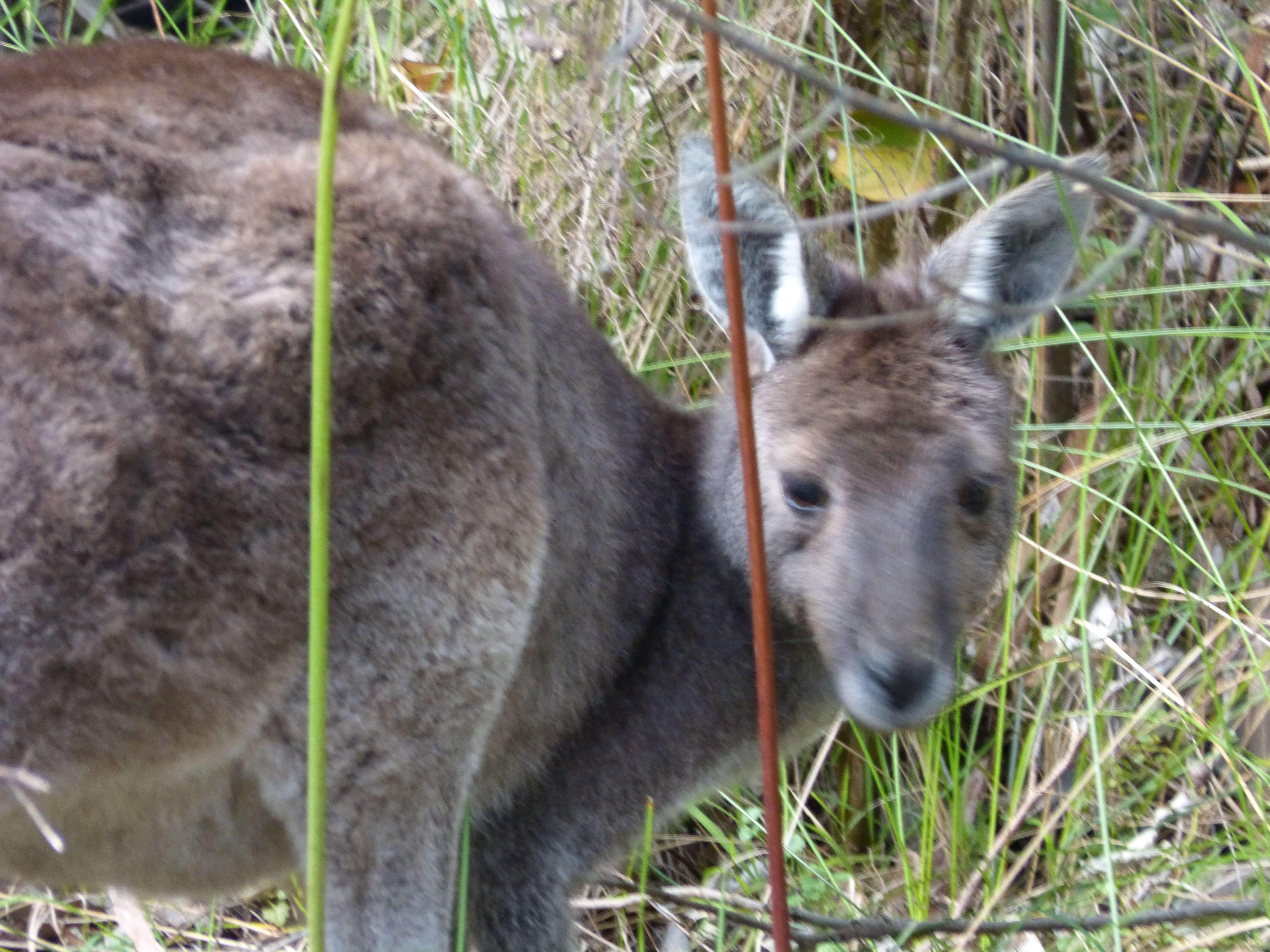 Image of Kangaroo Island Western Grey Kangaroo