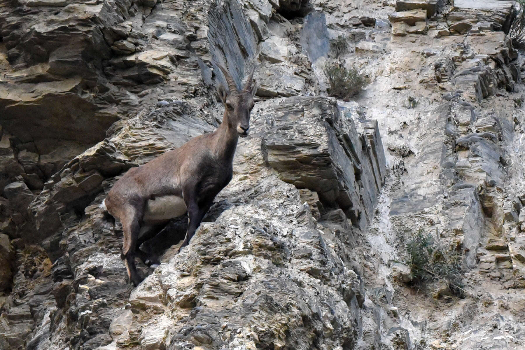 Plancia ëd Capra ibex Linnaeus 1758