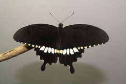 Image of Papilio polytes Linnaeus 1758