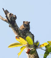 Image of Hoary-bellied Squirrel