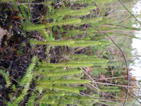 Image of Marsh Clubmoss