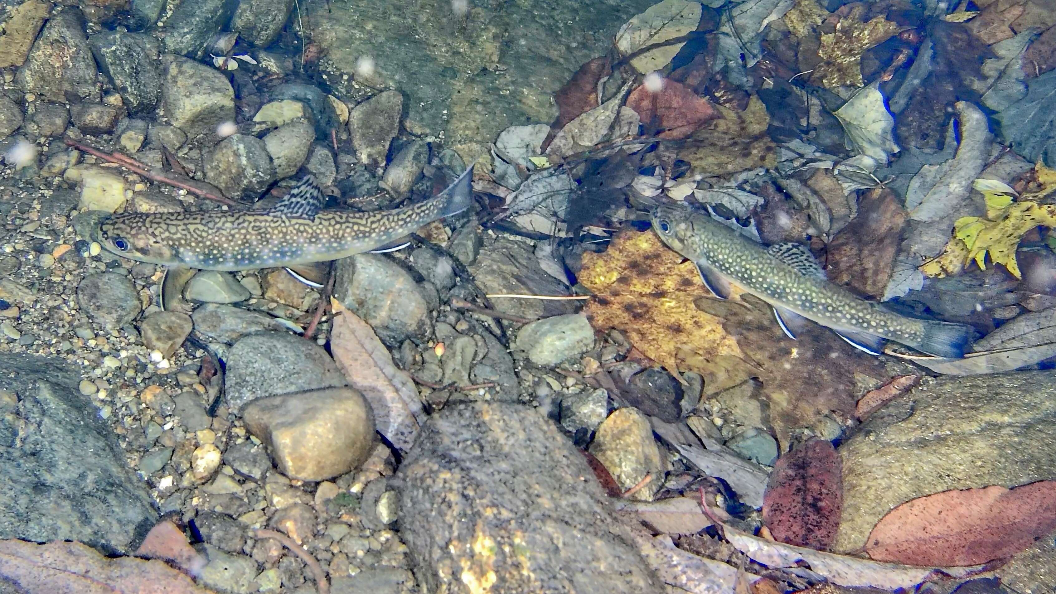 Image of brook trout