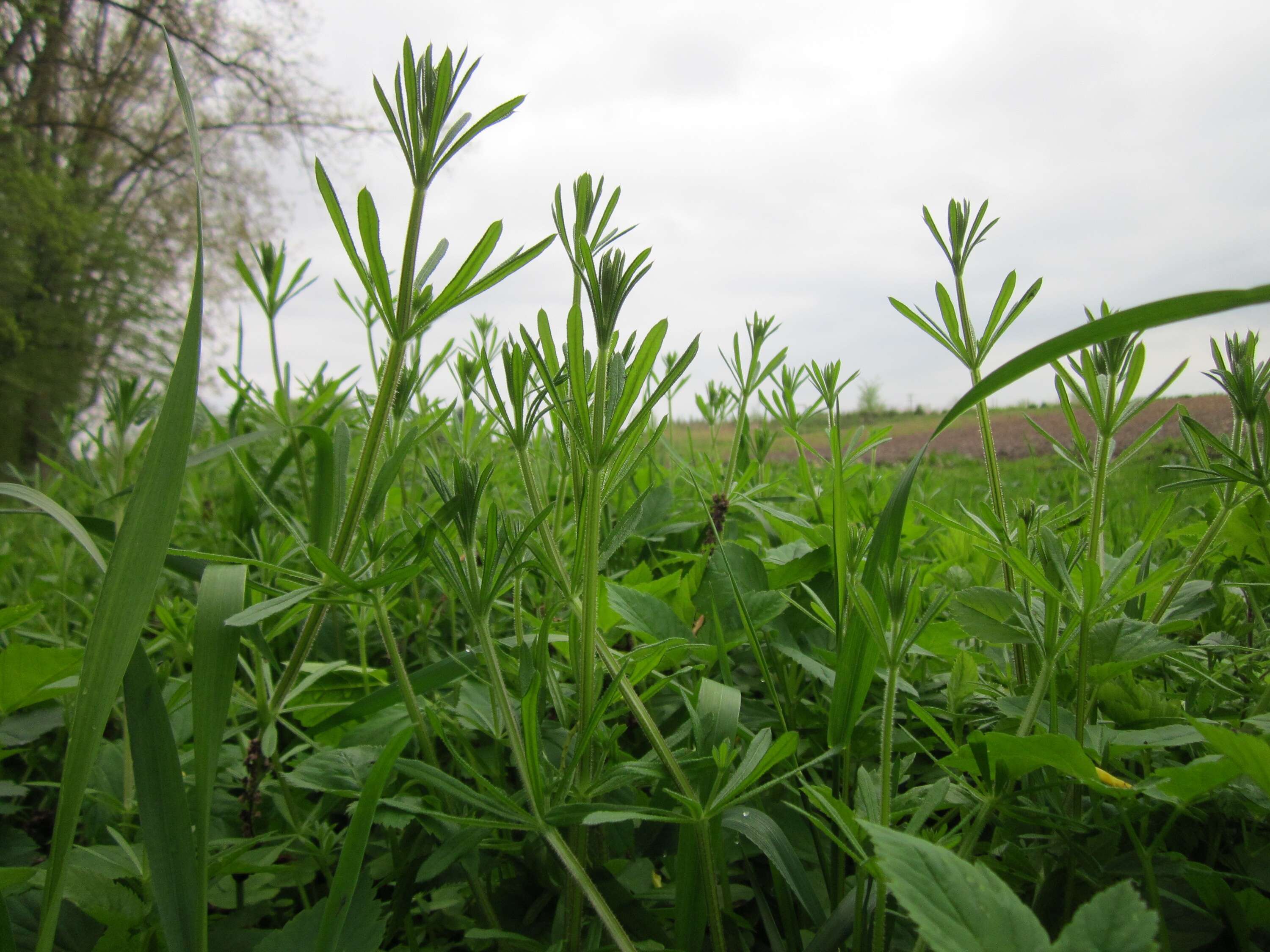 Image of Goosegrass