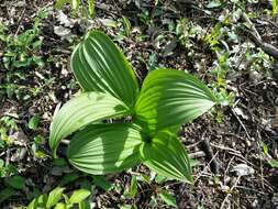 Image of black false hellebore