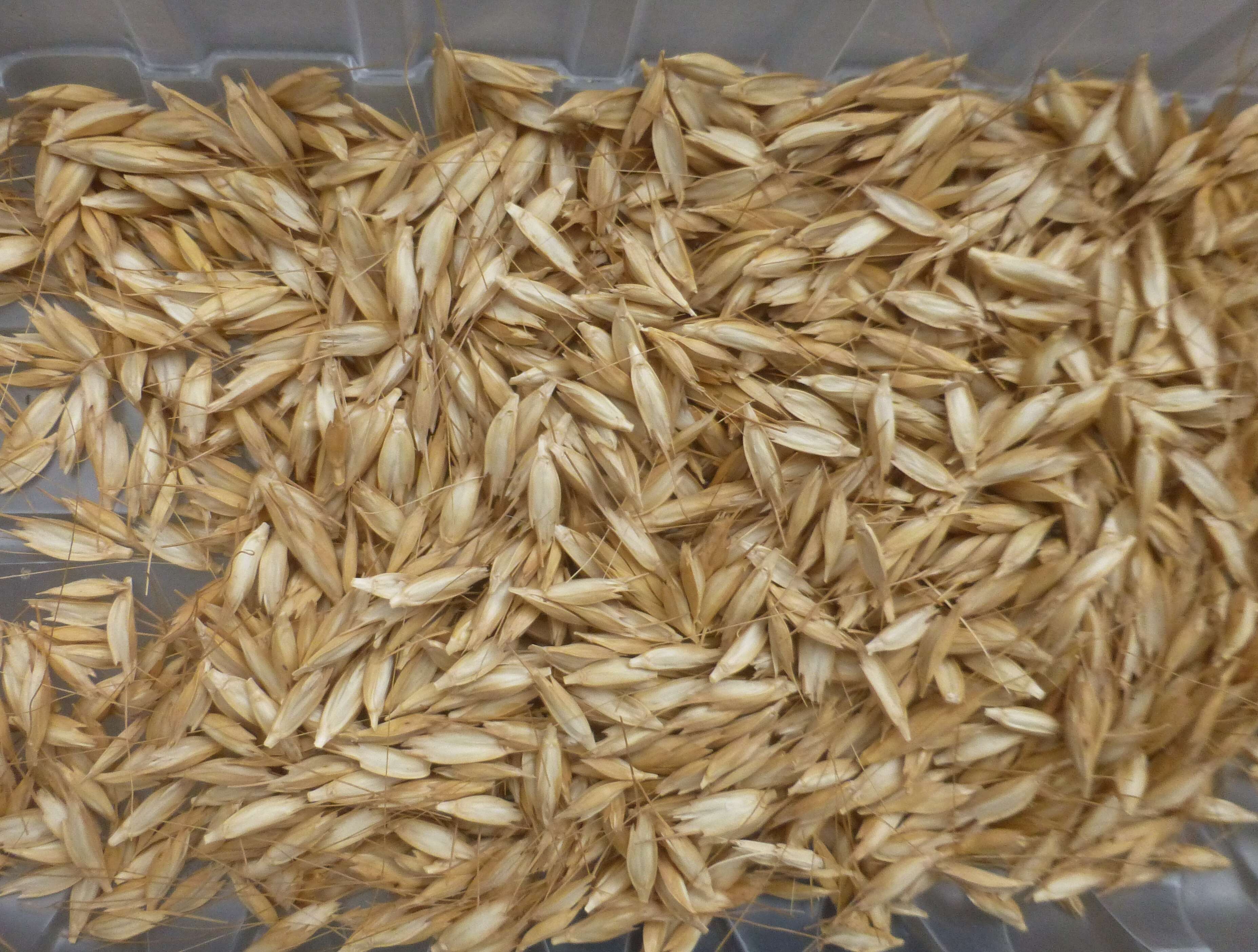 Image of einkorn wheat