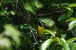 Geothlypis trichas (Linnaeus 1766) resmi