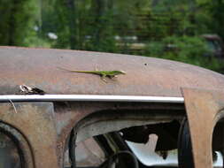 Sivun Anolis carolinensis Voigt 1832 kuva