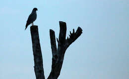 Image of Pale Chanting Goshawk