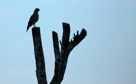 Image of Pale Chanting Goshawk