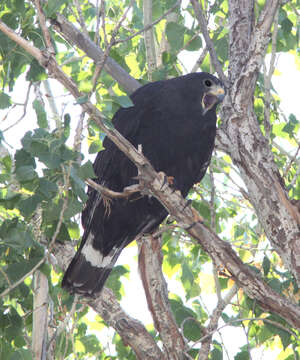 Image of Zone-tailed Hawk