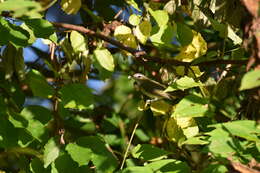 Image of Red-eyed Vireo