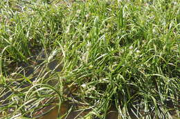 Image of Floating Bur-reed