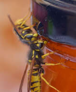 Image of Common wasp