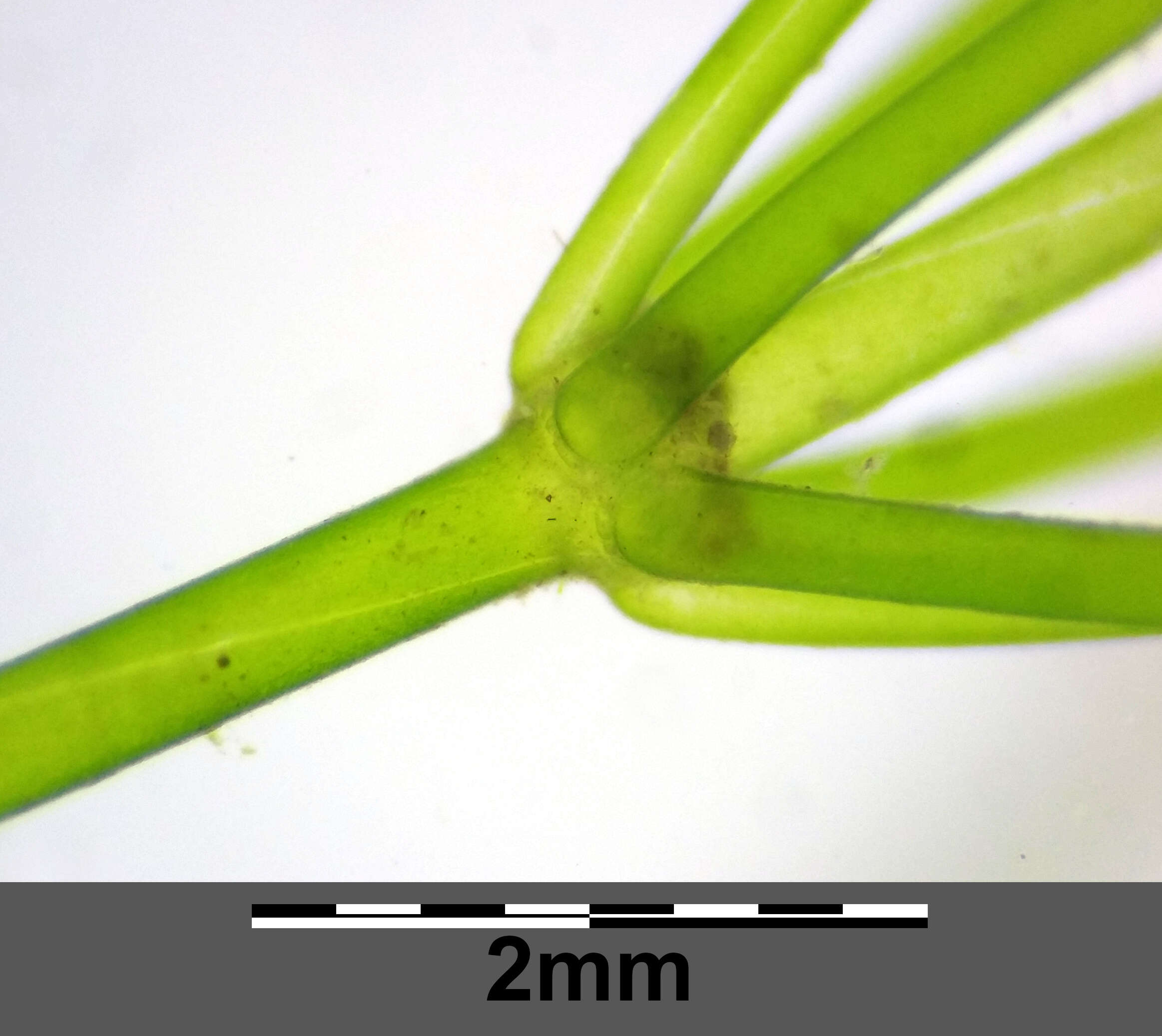 Image of Stonewort