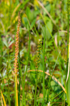 Image of Sea Arrowgrass