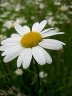 Image of Oxeye Daisy