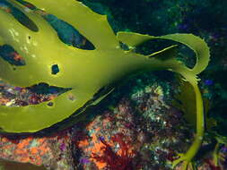 Image of Leathery yellow brown kelp