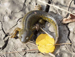 Image of Barred Tiger Salamander