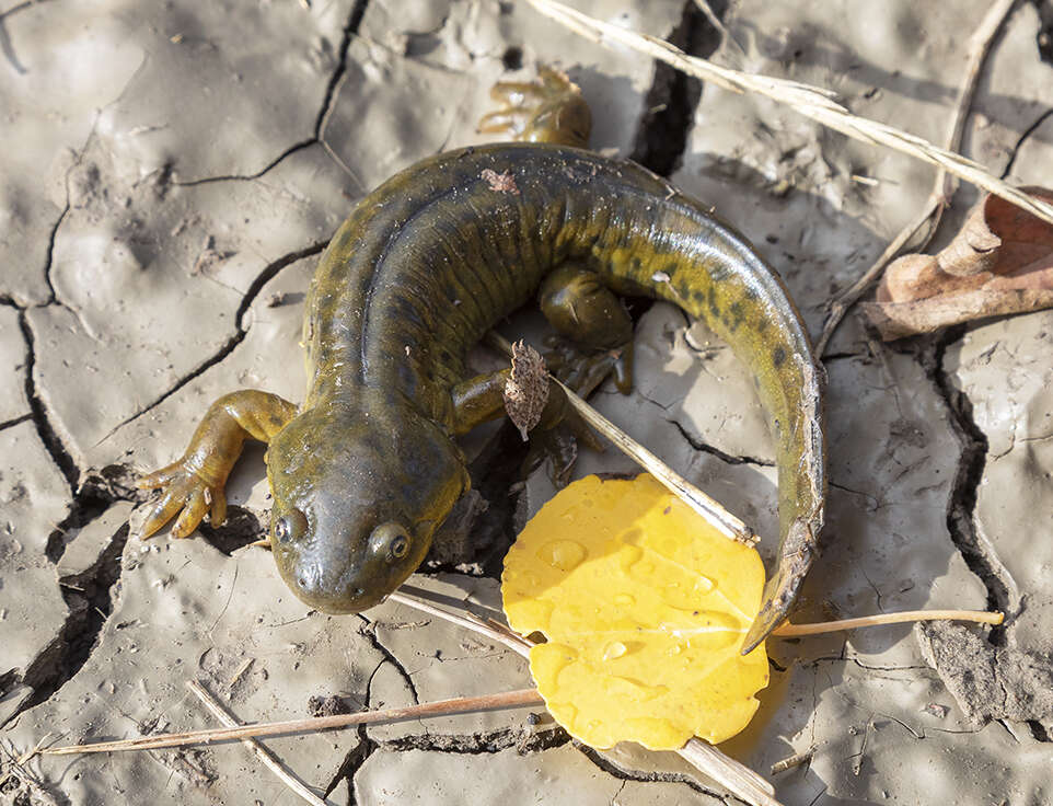 Image of Barred Tiger Salamander