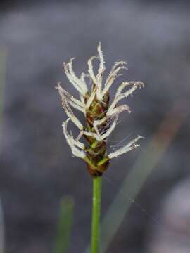 Image of alpine bulrush