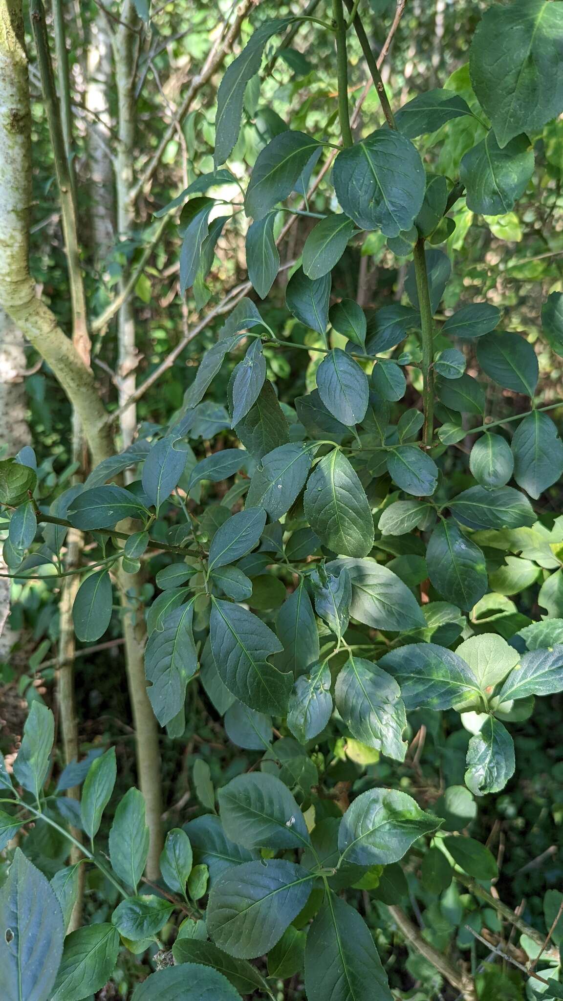 Image of Common spindle tree