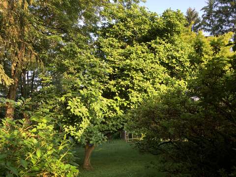 Image of Saucer magnolia