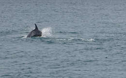 Imagem de Tursiops Gervais 1855