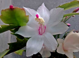 Image of schlumbergera