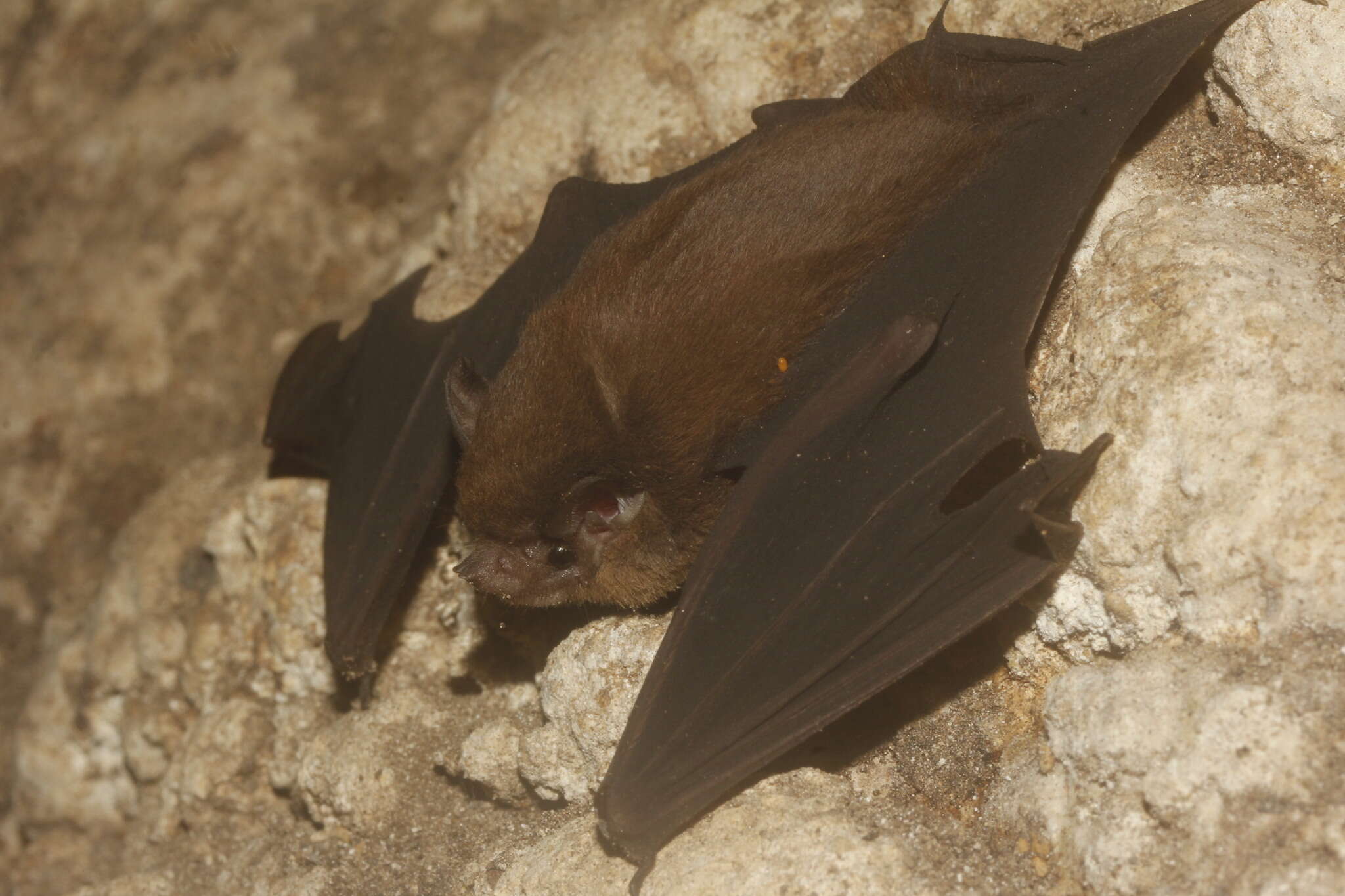 Image of Thomas's Sac-winged Bat