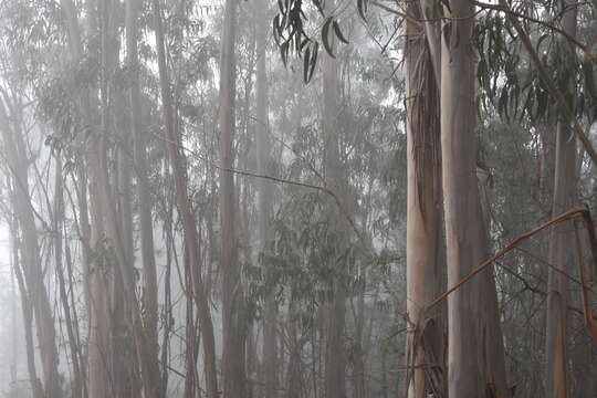 Image of Tasmanian blue gum