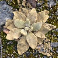 Image of Great Mullein