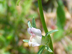 Image of Misopates calycinum (Vent.) Rothm.