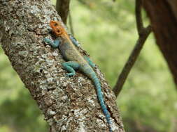 صورة Agama lionotus Boulenger 1896