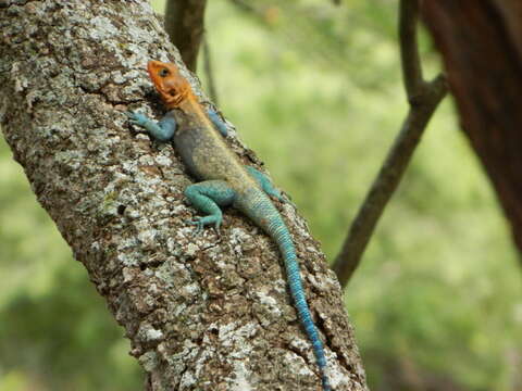 Image of Kenya Rock Agama