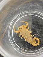 Image of Arizona Bark Scorpion