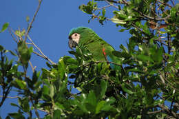 Image of Chestnut-fronted Macaw