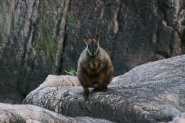 Image of Brush-tailed Rock Wallaby