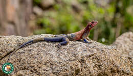 Image of Mwanza Flat-headed Rock Agama