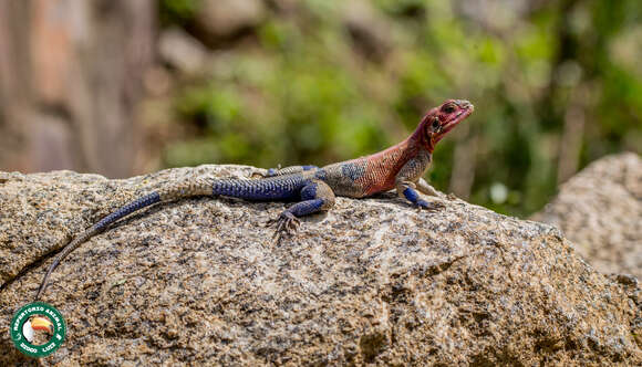 Image of Mwanza Flat-headed Rock Agama