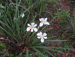 Image of Wild iris