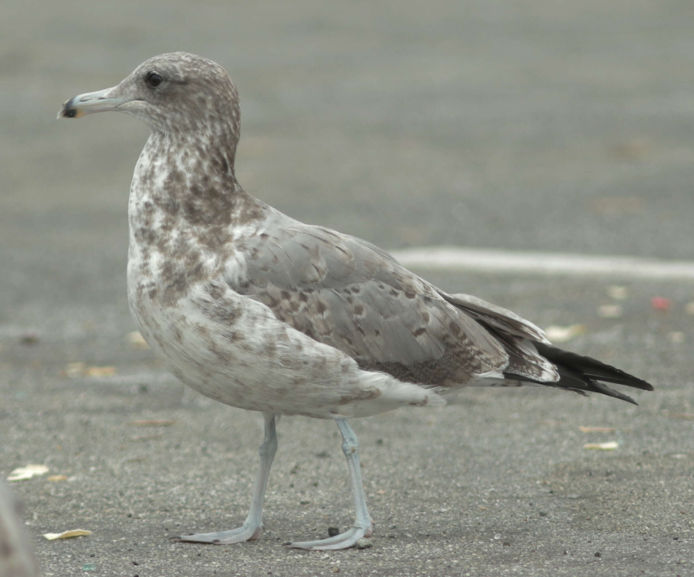 Image of California Gull