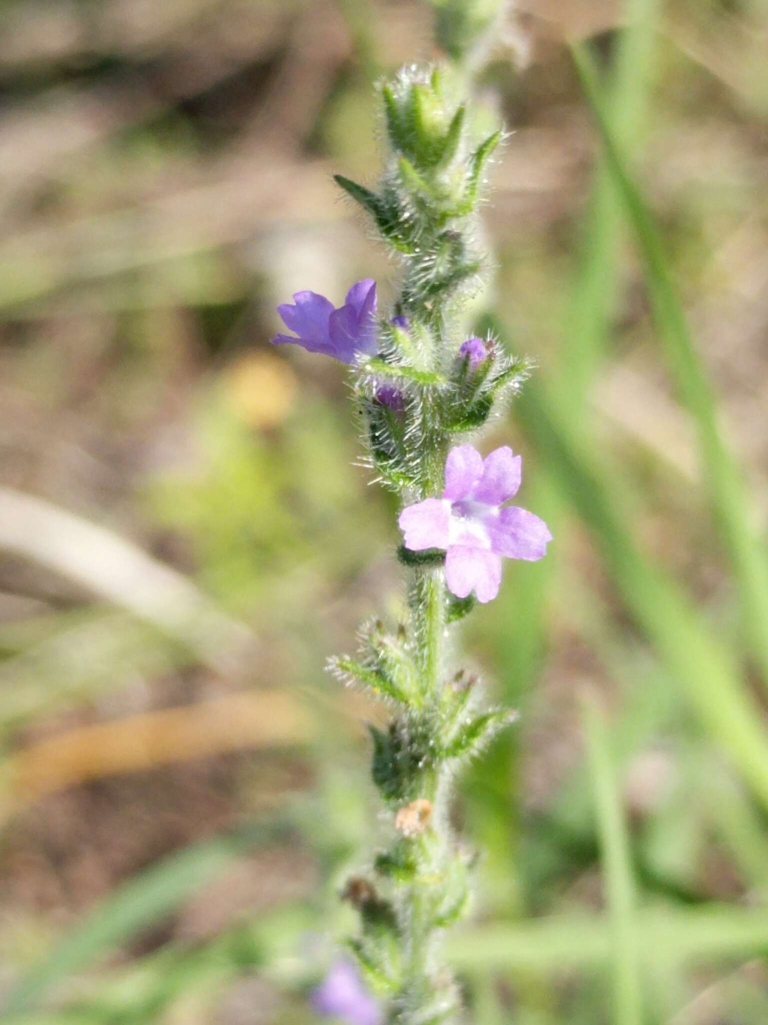 Image of vervain