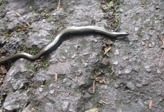 Image of Slow worm