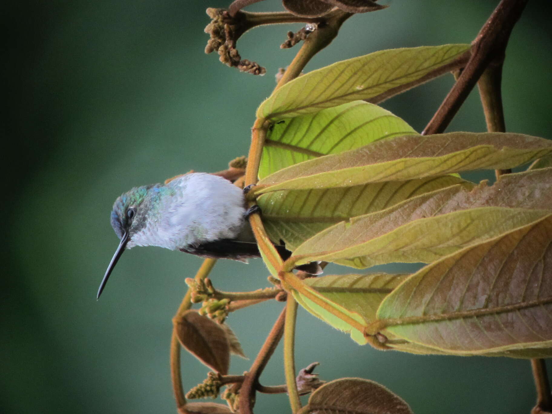 Image of Amazilia franciae