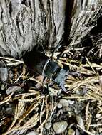 Image of Stag beetle