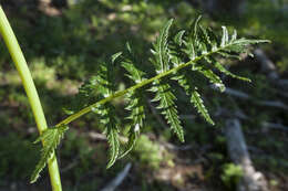 Imagem de Pedicularis bracteosa Benth.