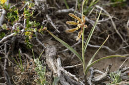 Image of spotted fritillary