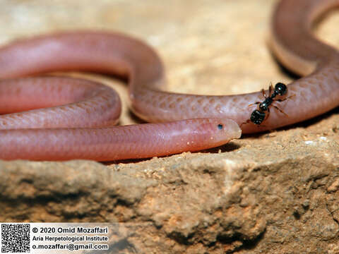 Image of Phillips' Blind Snake