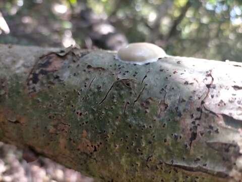 Image of Reticularia lycoperdon